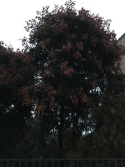 Magnoliopsida