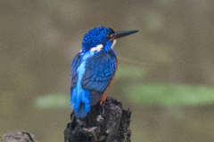 Alcedo meninting