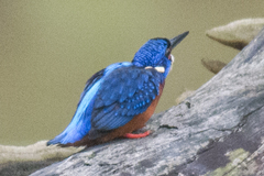 Alcedo meninting