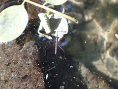 Hydrometra stagnorum