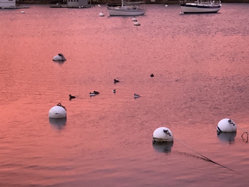 Bufflehead photographed in Massachusetts