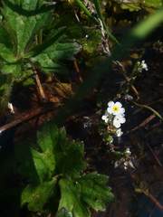 Plagiobothrys scouleri