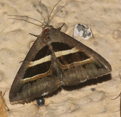 Grammodes geometrica