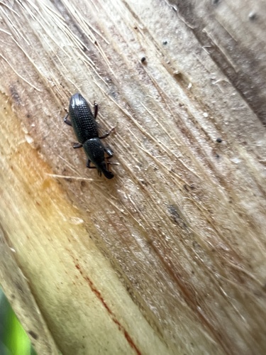 Oxydema longulum, 2025-05-21