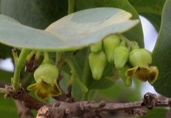 Ebenaceae