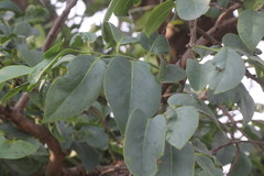 Ebenaceae