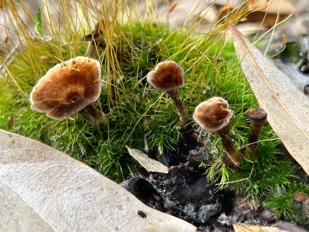 Coltriciella sp. 'MS01'
