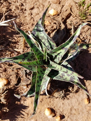 Ledebouria luteola