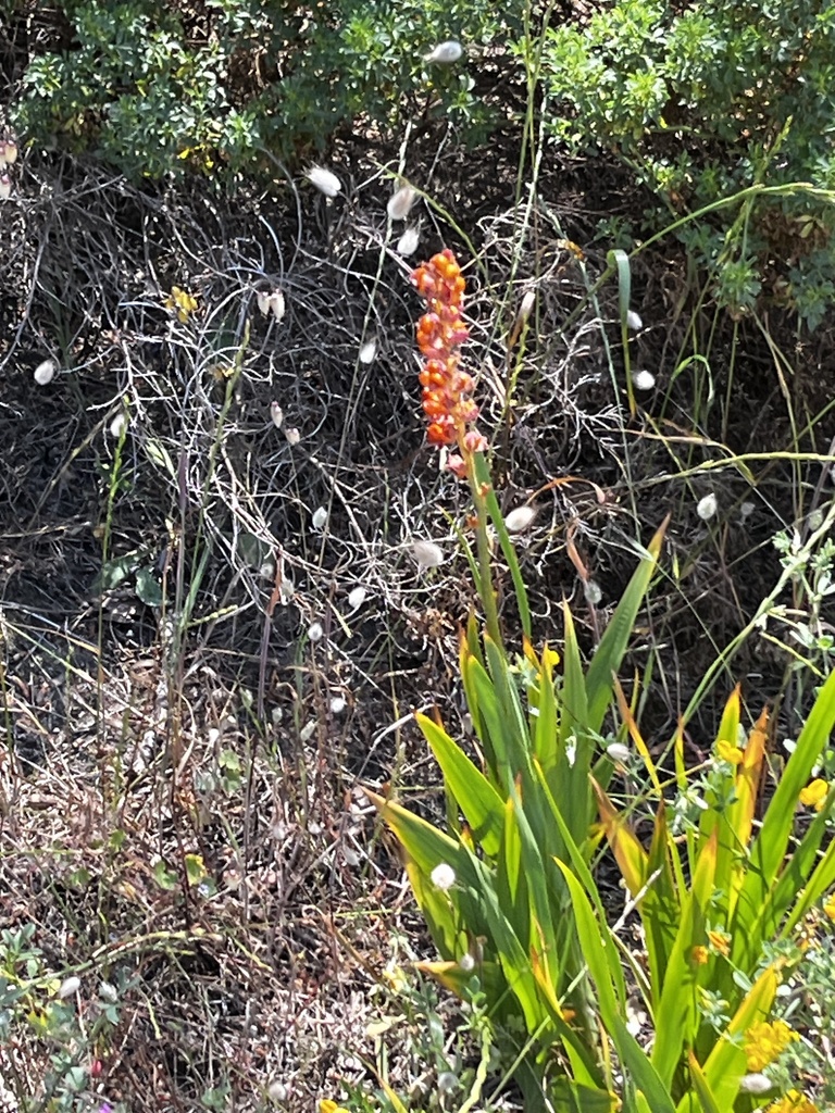 Chasmanthe floribunda, Mata Nacional dos Medos, Charneca da Caparica, Lisboa, PT, by mimicho_44