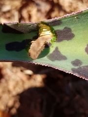 Ledebouria luteola