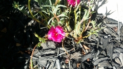 Portulaca pilosa