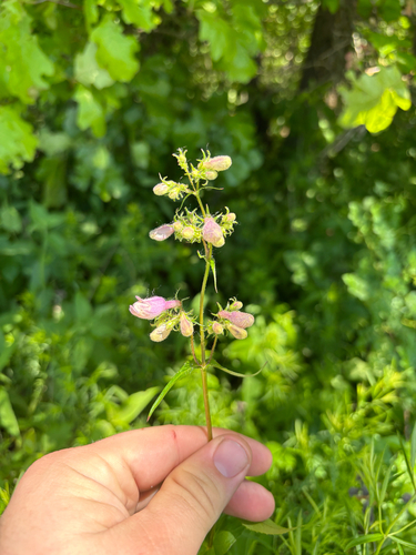 Penstemon calycosus, photograph 5