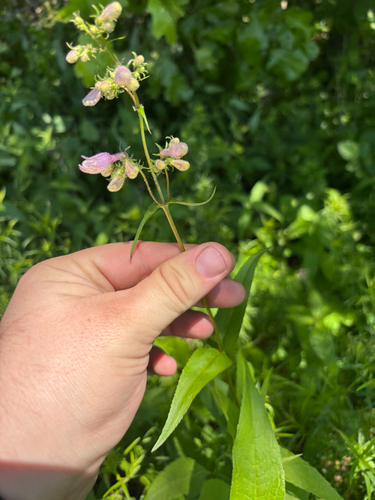 Penstemon calycosus, photograph 6