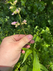 Penstemon calycosus, photograph (c) Chris Stahl, some rights reserved (CC BY)