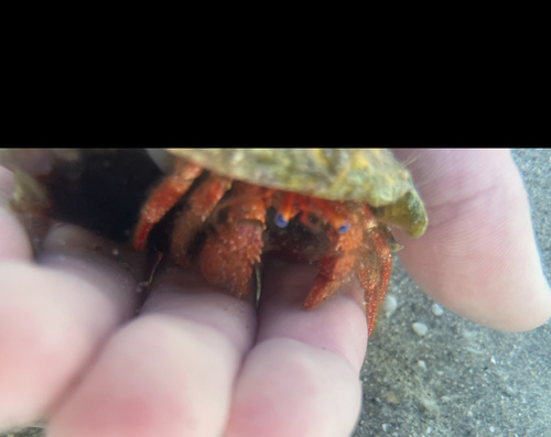 blue-eye hermit