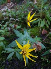 Arnica lanceolata prima