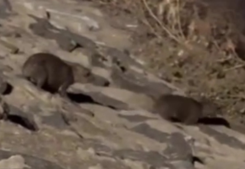 Rock Hyrax