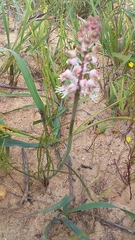 Lachenalia polyphylla