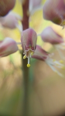 Lachenalia polyphylla