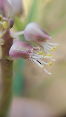 Lachenalia polyphylla
