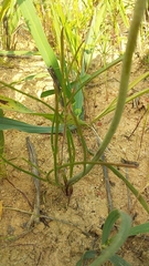 Lachenalia polyphylla