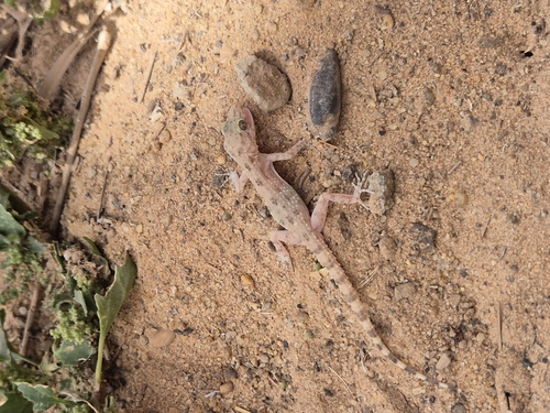 Keeled Rock Gecko