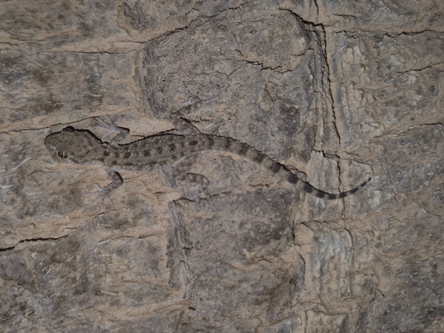 Keeled Rock Gecko