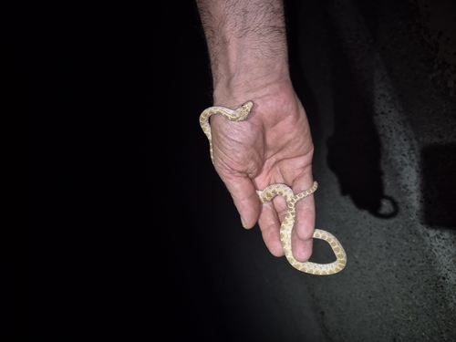 Clifford's Diadem Snake