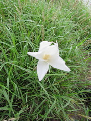 Zephyranthes chlorosolen