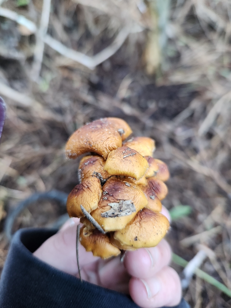 Flammulina velutipes · May 2025 · photo: © caroline1426 (iNaturalist, CC)