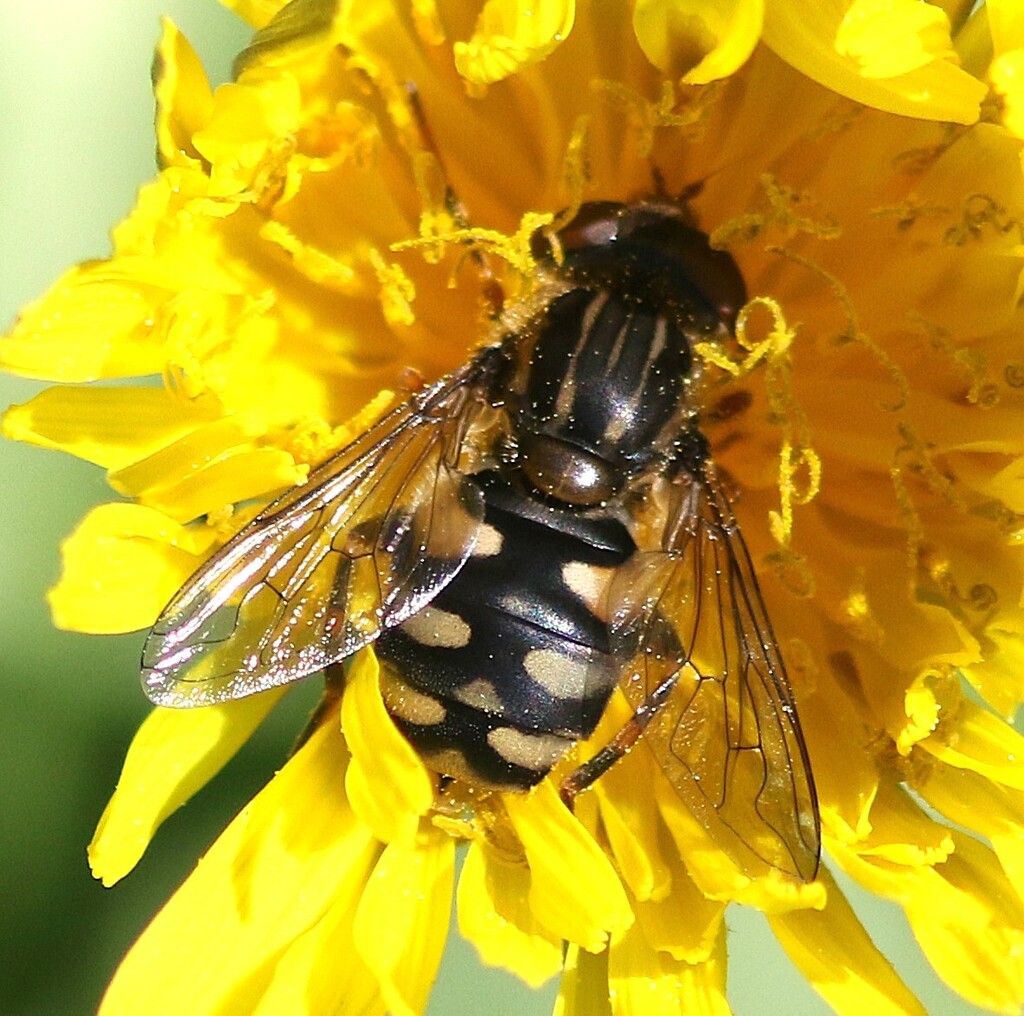 Dusky Bog Fly