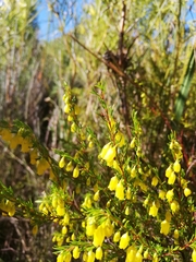 Erica campanularis