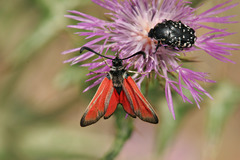Zygaena punctum