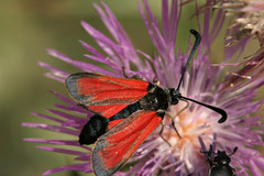 Zygaena punctum