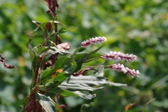 Persicaria madagascariensis