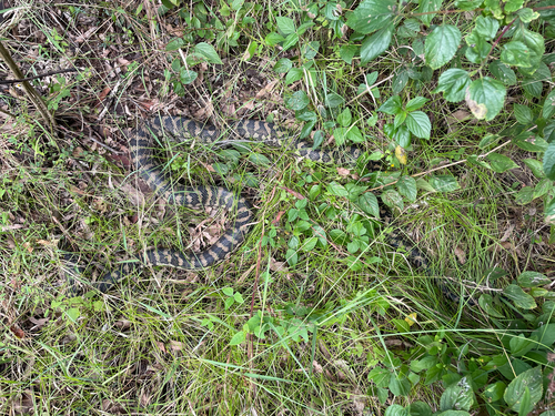 Coastal Carpet Python sighting