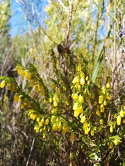 Erica campanularis