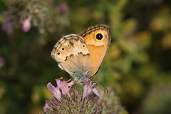 Coenonympha thyrsis