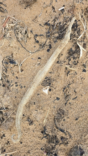 Robust pipehorse (Solegnathus robustus) — Syngnathidae — 4