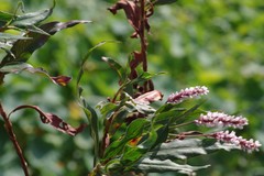 Persicaria madagascariensis