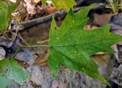 Acer leucoderme