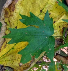 Acer leucoderme