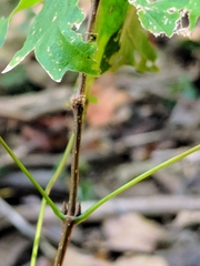 Acer leucoderme