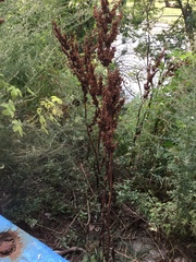 Rumex cristatus