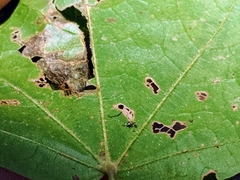 Acer leucoderme