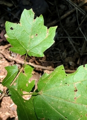 Acer leucoderme