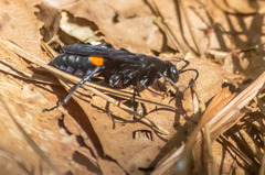 Psorthaspis brimleyi