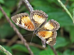 Junonia sophia