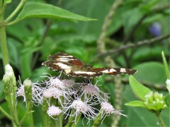 Junonia sophia