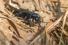 Psorthaspis brimleyi